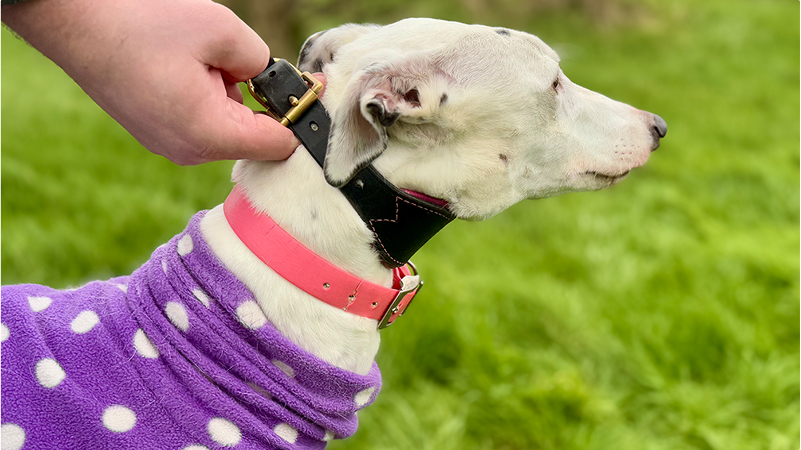 collar and lead